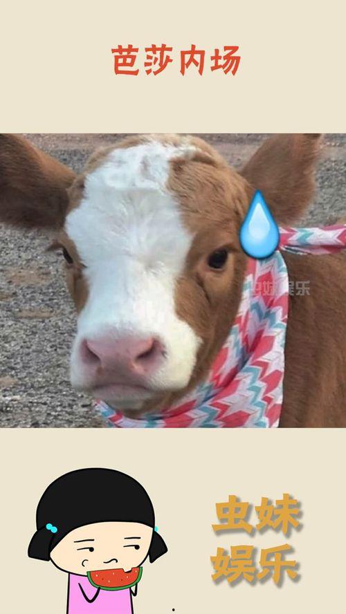 娱乐吧吃瓜酱,揭秘娱乐圈那些不为人知的幕后故事