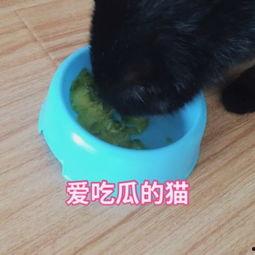 娱乐吃瓜猫咪视频,猫咪吃瓜视频大盘点